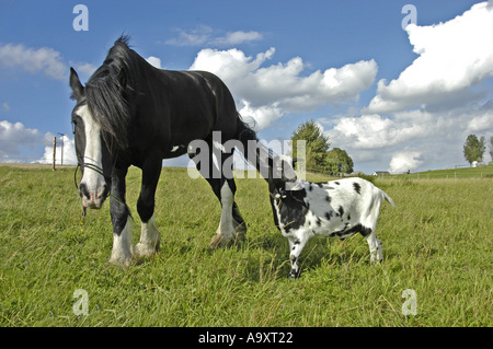 Shire Horse und Ziege (Equus Przewalskii F. Caballus) nebeneinander auf der Weide stehen. Stockfoto