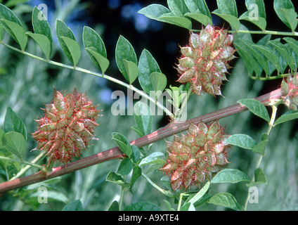 gemeinsamen Lakritz, Lakritz, Lakritz, Lakritz, süße Lakritze, Süßholz, echte Lakritze (Glycyrrhiza Glabra, Liqu kultiviert Stockfoto