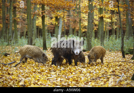 Wildschwein, Schwein (Sus Scrofa), wilde Sau mit zwei Shoats, Rodungen in Herbstlaub, Deutschland, Sachsen, Okt 98. Stockfoto