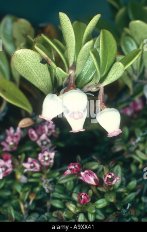 Bärentraube (Arctostaphylos Uva-Ursi), Blütenstände. Stockfoto