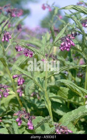 gemeinsamen Beinwell (Symphytum Officinale), blühen. Stockfoto