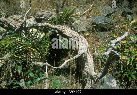 Ein toter Baum in einer bewaldeten Savanne namens Cerrado in Chapada dos Veadeiros Goias Brasilien. Der Cerrado ist ein Hotspot für die biologische Vielfalt. Stockfoto