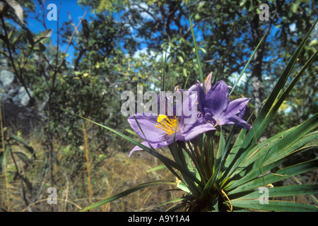 Blühende Pflanze Vellozia Variabilis in bewaldeten Savanne in Chapada Dos Veadeiros Goias Brasilien Cerrado in genannt Stockfoto