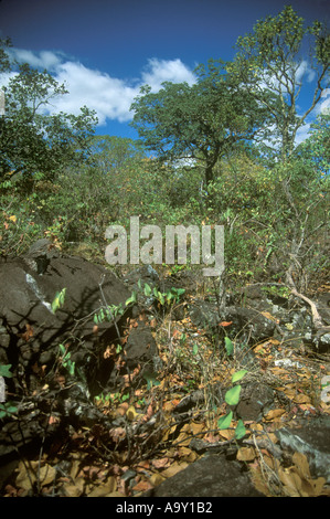 Die bewaldete Savanne Cerrado in der Chapada dos Veadeiros in Goias Bazil. Der Cerrado ist ein Hotspot für die biologische Vielfalt. Stockfoto