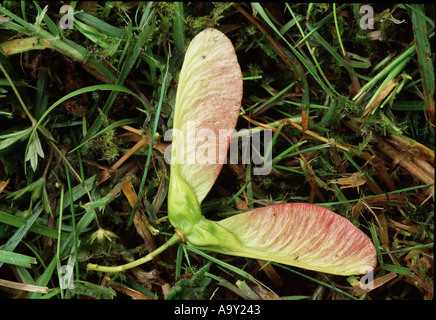 Geflügelte Samenkapsel der Sycamore tree frisch gefallenen Stockfoto