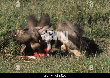 Geier ernähren sich von Gnus Karkasse Stockfoto