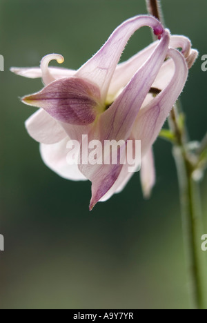 Aquilegia Vulgaris europäischen Columbine Stockfoto