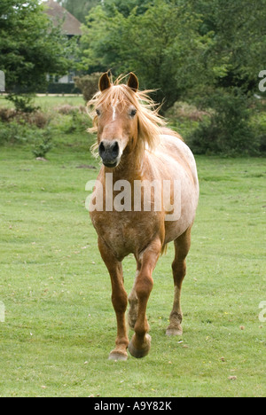 New Forest Fuchshengst Stockfoto