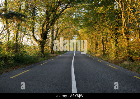 Landstraße, überragt von Bäumen mit vordringenden Laub Bäume gebogen rings um die Route in der Ferne Stockfoto