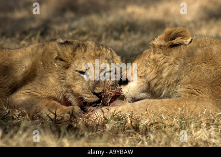 Löwenbabys teilen ein Stück Essen - Südafrika Stockfoto