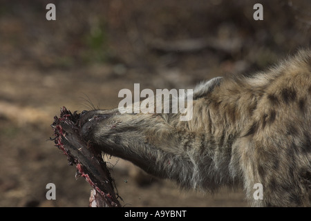 Gefleckte Hyänen ernähren sich von Buffalo Kadaver - Südafrika Stockfoto