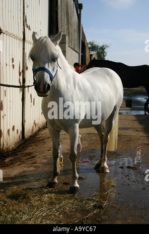 Für den Auftritt bei der Gymkhana vorbereitet Stockfoto