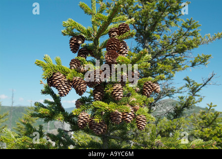 Rot Fichte - Picea Rubens - Baum auf Eastman Berg in den White Mountains New Hampshire Stockfoto