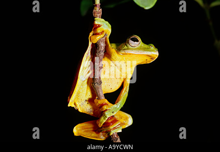 Das Malabar gleiten Frosch oder Malabar fliegender Frosch (Rhacophorus Malabaricus) Goa, Indien Stockfoto