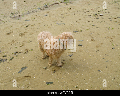 Shaggy Hund am Strand Stockfoto