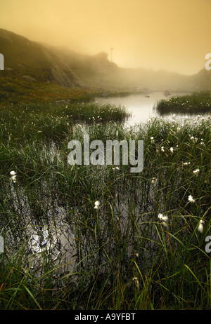 Sumpf-Landschaft, Wollgras im Nebel, bei Lysevegen, Forsand, Rogaland, Norwegen Stockfoto