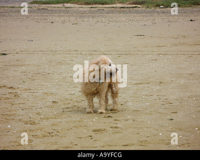 Shaggy Hund am Strand Stockfoto