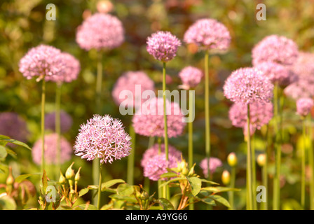 Pound Hill House and Gardens in West Kington Wiltshire UK Alliums Mai 2005 Stockfoto