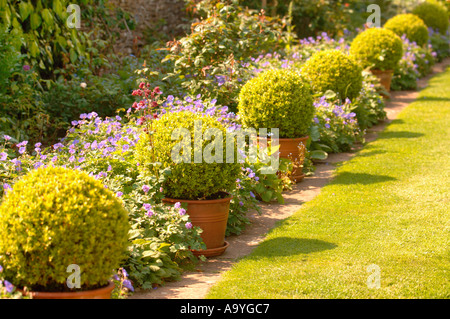 Pound Hill House and Gardens in West Kington Wiltshire Box Hecken Buxus Sempervirens umgeben von Geranien Himalayense Stockfoto