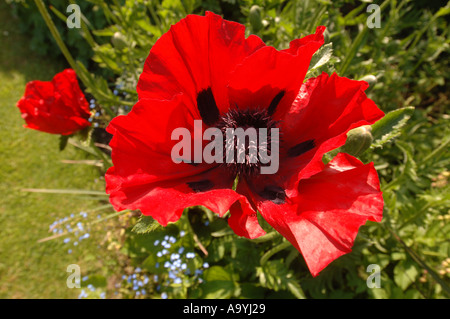 Pound Hill House und Gärten im Westen Kington Wiltshire UK Mohn Schönheit Livermere Mai 2005 Stockfoto