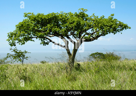 Akazie in der Savanne Nechisar Natioinal Park in der Nähe von Arba Minch-Äthiopien Stockfoto