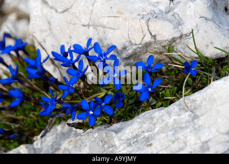 Bayerischer Enzian Gentiana Bavarica wächst Schusternagerl zwischen Felsen Wettersteingebirge Bayern Deutschland Stockfoto