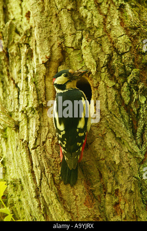 Buntspecht (Dendrocopos großen) an einem Zucht-Loch Stockfoto