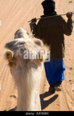 Tuareg Noamd und seine weißen Mehari Dromedar, von oben und hinten, Acacus Berge, Libyen Stockfoto