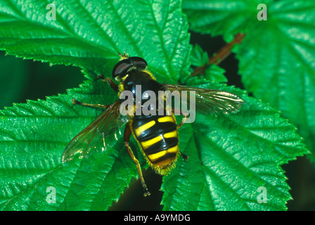 Hoverfly (Sericomyia Borealis) Auftrag Diptera Stockfoto