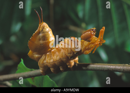 Hummer-Moth (Stauropus Fagi) Stockfoto