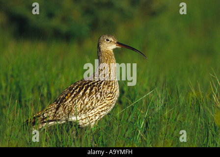 Eurasische Brachvogel (Numenius Arquata), Oeland-Insel, Schweden Stockfoto