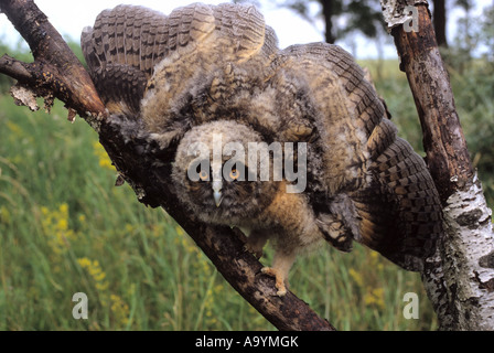 Langohrige Eule (Asio Otus) Gattung Asio, junge, bedrohliche Geste Stockfoto