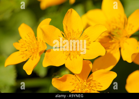 Sumpfdotterblumen, Marsh Marigold, Caltha Palustris, Deutschland Stockfoto