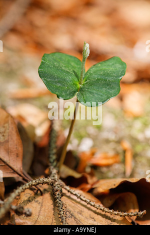 Sämling von Buche, Fagus sylvatica Stockfoto