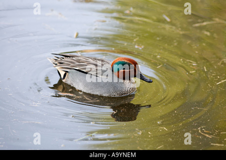 Krickente, Anas Vogelarten, Männlich Stockfoto