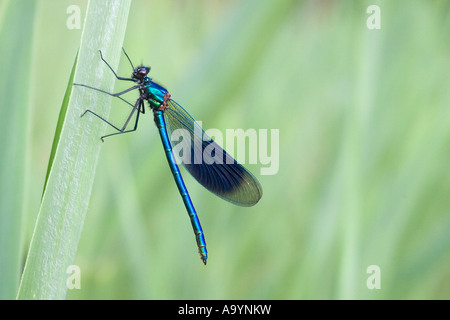 Gebänderten Prachtlibelle (Calopteryx Splendens) männlich Stockfoto