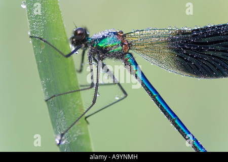 Gebänderten Prachtlibelle (Calopteryx Splendens) männlich Stockfoto