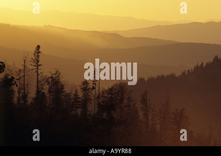 Untergehende Sonne wirft einen gelben Farbton über die vielen Tälern des Gebirges Rodna Maramures, Rumänien Stockfoto