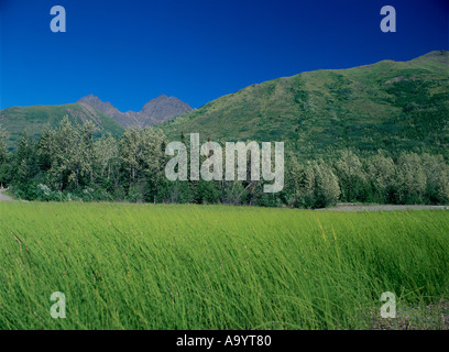 Wiese in der Nähe von Eklutna Lake Chugach State Park Alaska Stockfoto