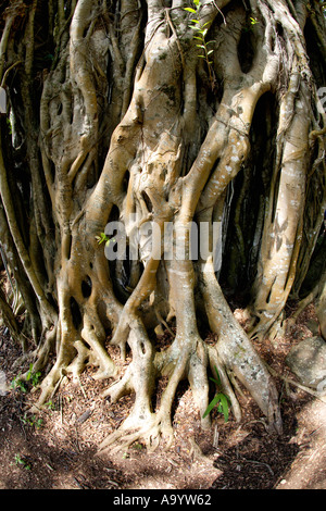 Ficus Aurea Würger Ficus in der Nähe von North Shore Oahu Hawaii Stockfoto