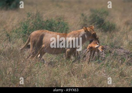 Löwe Panthera leo Stockfoto