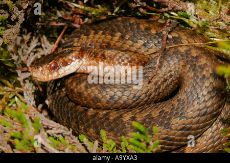 Close Up Makroaufnahme einer Kreuzotter Vipera Berus Coiled bis Teesdale County Durham UK Stockfoto