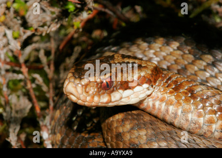 Close Up Makroaufnahme einer Kreuzotter Vipera Berus, Teesdale County Durham UK Stockfoto