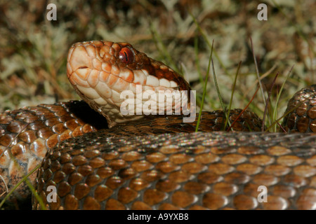 Close Up Makroaufnahme einer Kreuzotter Vipera Berus, Teesdale County Durham UK Stockfoto