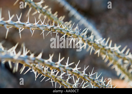 Nahaufnahme der stacheligen Ocotillo Werk Sonora-Wüste Arizona USA Stockfoto