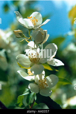 weiße Blüten von Philadelphus Strauch Stockfoto