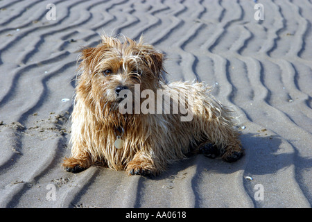 Norfolk Terrier sitzend auf dem Sand am Strand in der Nähe von Edinburgh Stockfoto