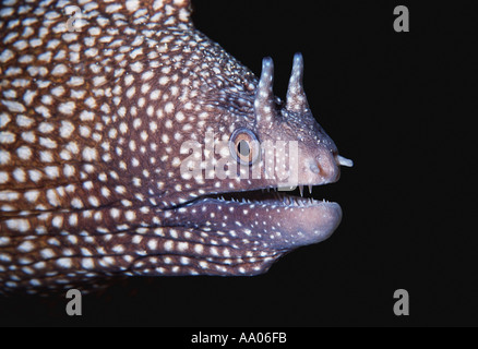 Nahaufnahme des Kopfes eine Muräne Stockfoto