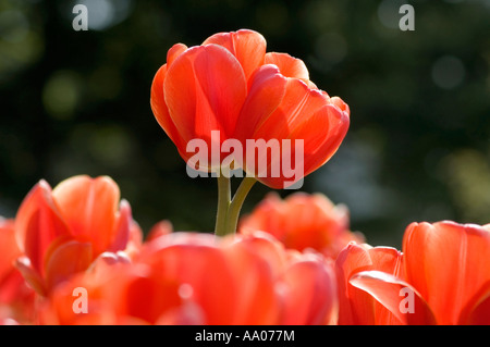 Konzept: "Lets zusammenarbeiten"; "Zwei Köpfe sind besser als einer" Stockfoto