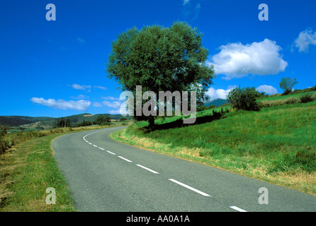 Weiße Weide (Salix Alba) und Straße. Pyrenäen Stockfoto
